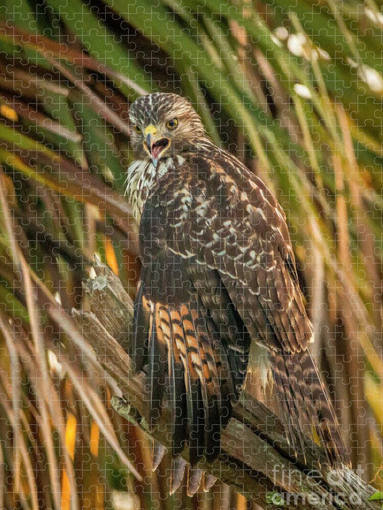 Hawk Jigsaw Puzzle featuring the photograph Squawk Hawk by Tom Claud