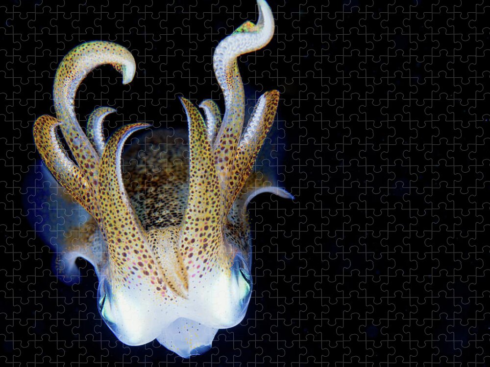 Underwater Jigsaw Puzzle featuring the photograph Squid At Night by Nature, Underwater And Art Photos. Www.narchuk.com