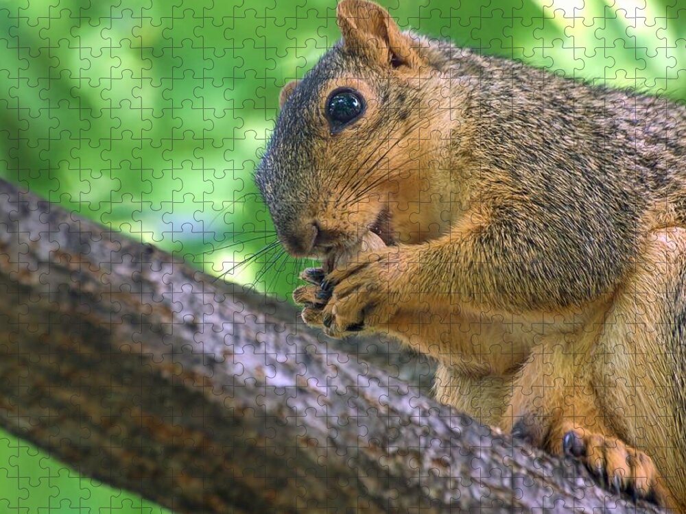 Fox Squirrel Jigsaw Puzzle featuring the photograph Squirrel Eating A Nut In A Tree by Don Northup