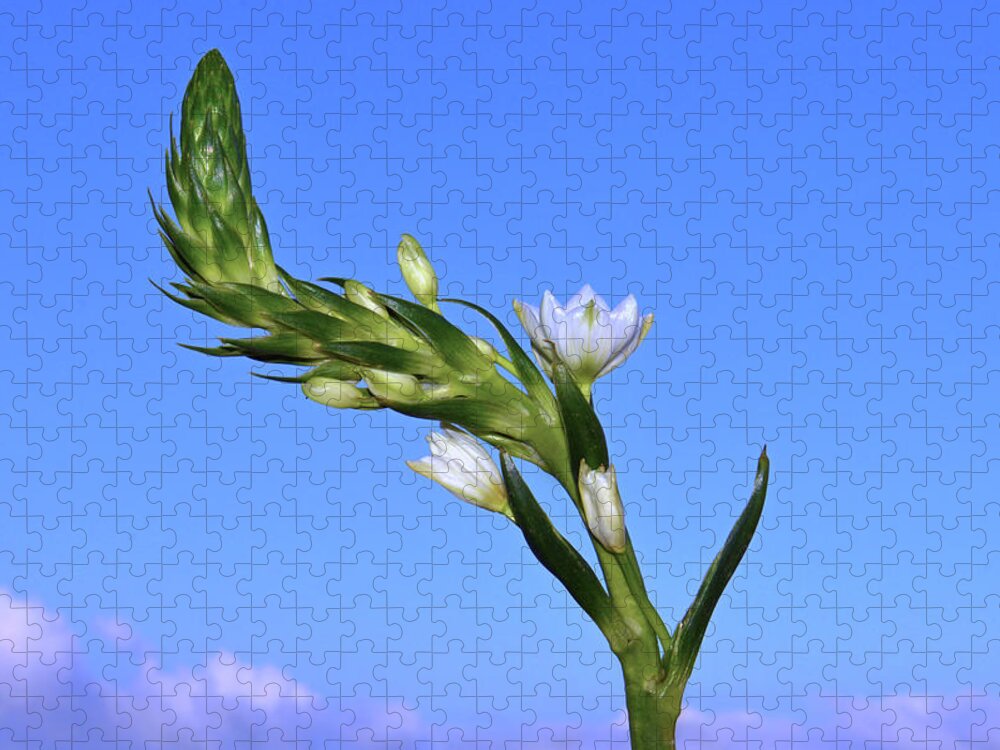 Star Of Bethlehem Jigsaw Puzzle featuring the photograph Star Of Bethlehem. by Terence Davis