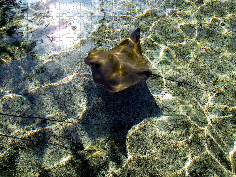Green Jigsaw Puzzle featuring the photograph StingRay 2 Photograph by Kimberly Walker