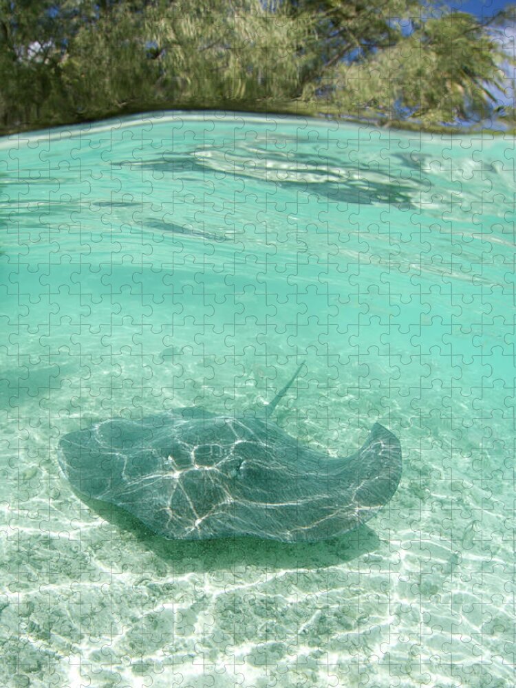 Tranquility Jigsaw Puzzle featuring the photograph Stingray by M Swiet Productions