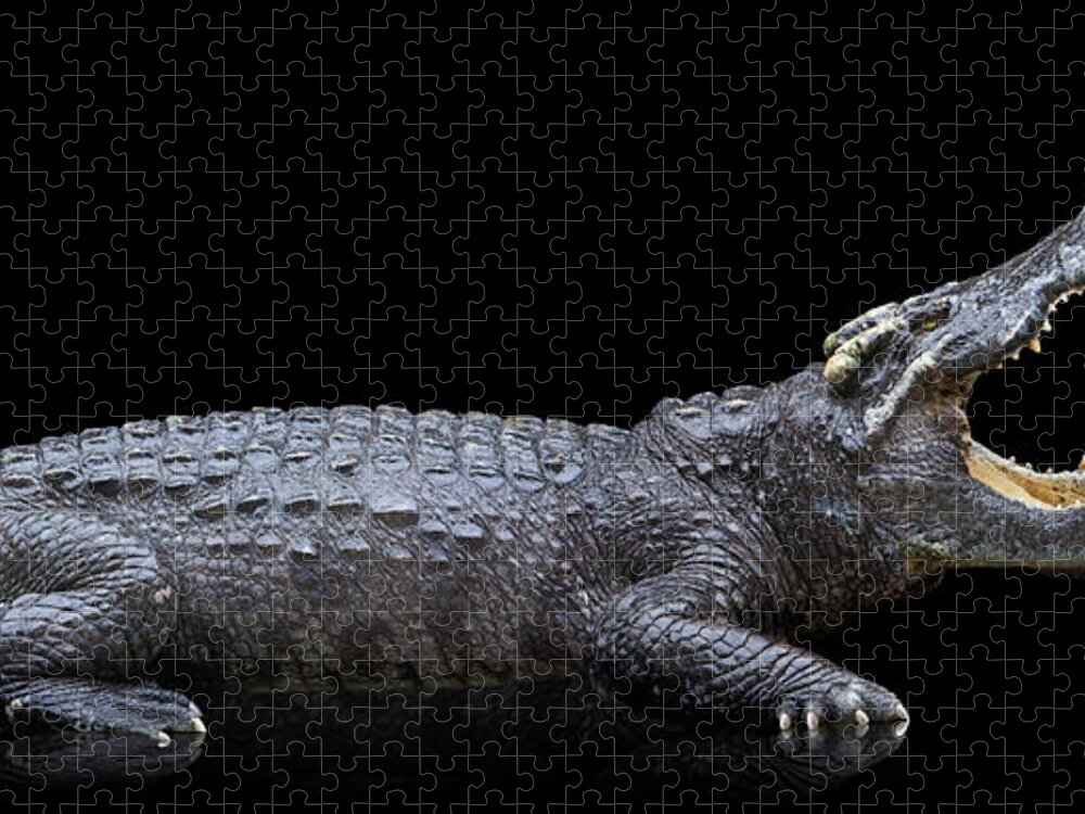Risk Jigsaw Puzzle featuring the photograph Studio Photos Of Crocodiles Profile On by John Lund