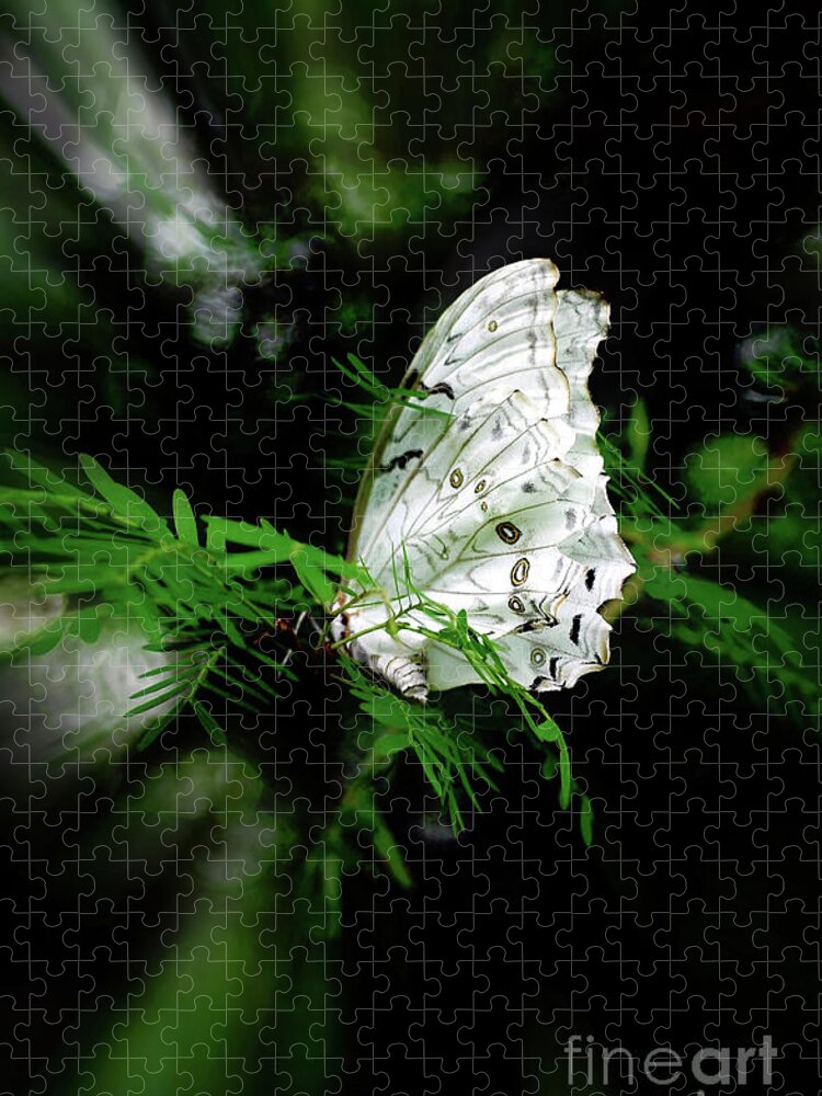 Butterfly Jigsaw Puzzle featuring the photograph Summer Azure Butterfly by Elaine Manley