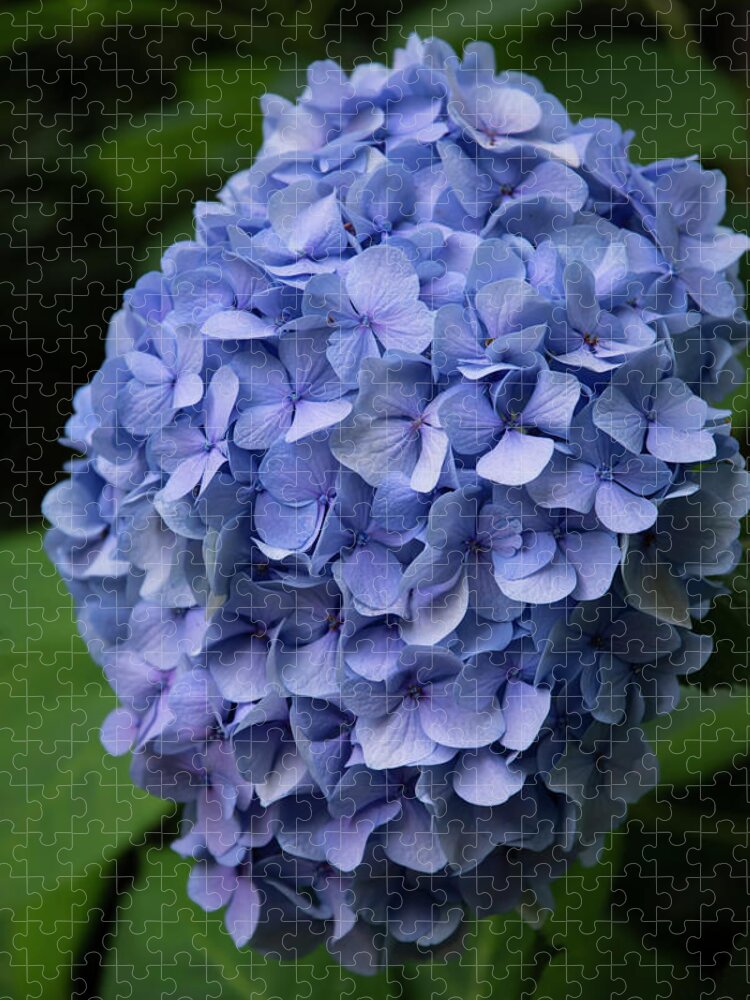 Hydrangea Jigsaw Puzzle featuring the photograph Summer Blues by Steven Clark
