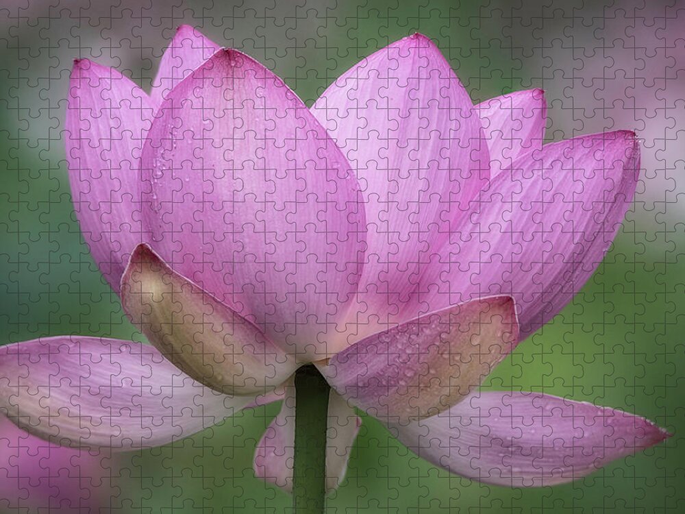 Lotus Jigsaw Puzzle featuring the photograph Sunday Morning by Robert Fawcett