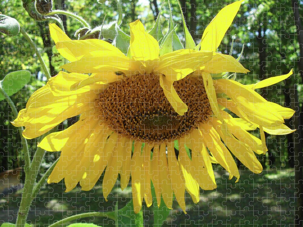 Sunflower Jigsaw Puzzle featuring the photograph Sunflower 8 by Amy E Fraser