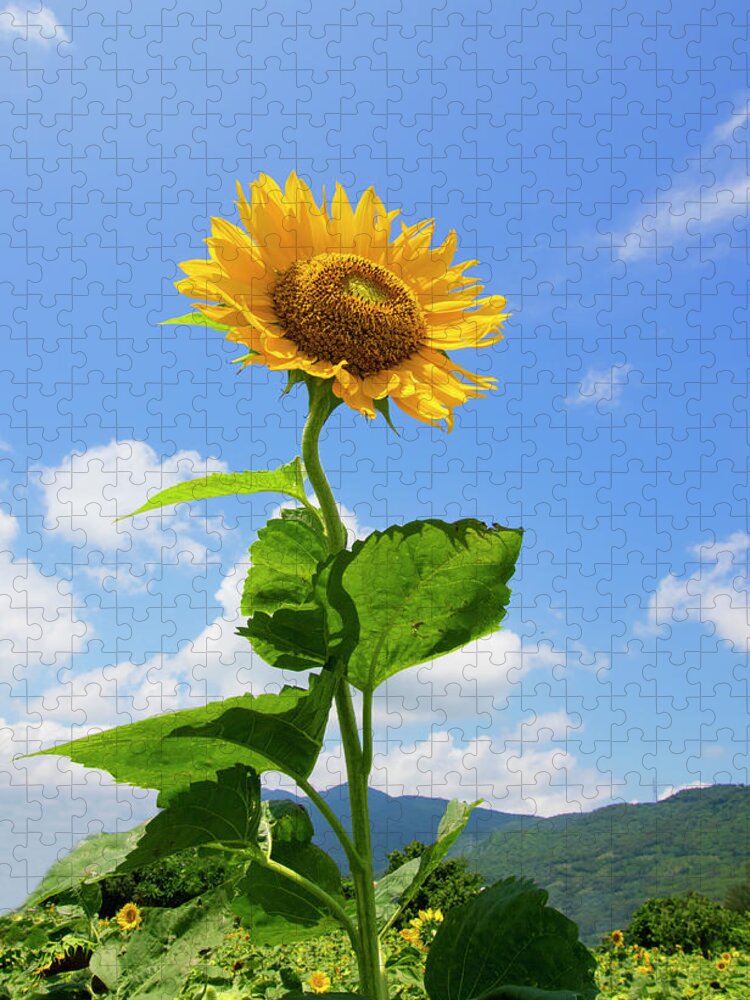 Petal Jigsaw Puzzle featuring the photograph Sunflower by Benimage