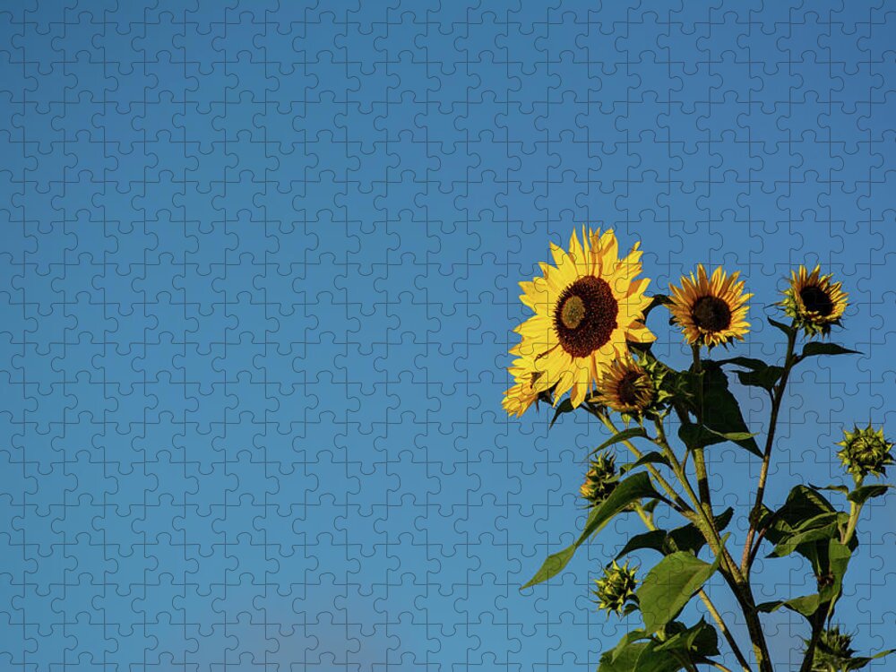 Nature Jigsaw Puzzle featuring the photograph Sunflower Morning by Douglas Wielfaert