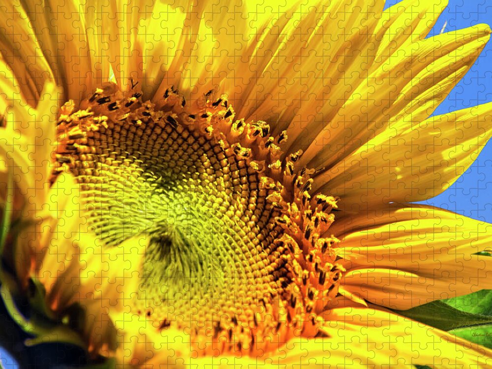 Sunflower Jigsaw Puzzle featuring the photograph Summer Sunflower by Christina Rollo