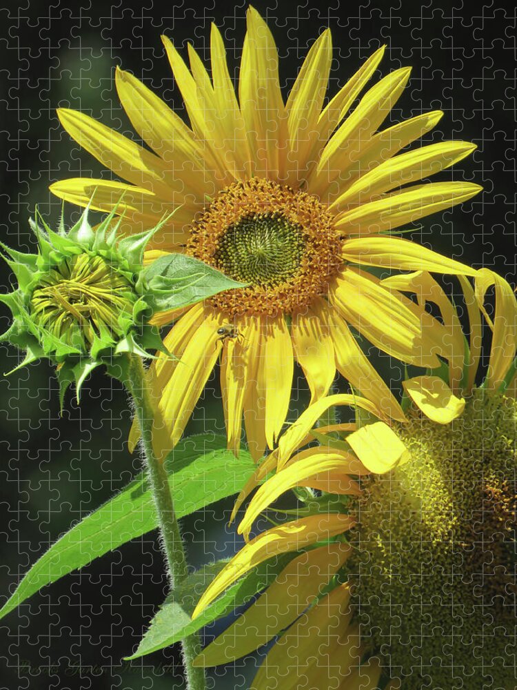 Sunflowers Jigsaw Puzzle featuring the photograph Sunflower Trilogy and Bee - Floral Photography - Sunflowers as Art by Brooks Garten Hauschild