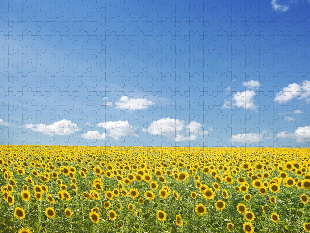 Environmental Conservation Jigsaw Puzzle featuring the photograph Sunflowers And Blue Sky by Kertlis