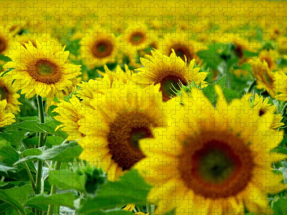 Large Group Of Objects Jigsaw Puzzle featuring the photograph Sunflowers Field by By Carlos Ernesto Luna-cor-arg