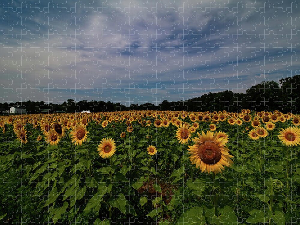 Sunflowers Jigsaw Puzzle featuring the photograph Sunny Faces in New Hampshire by Jeff Folger