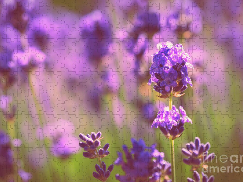 Lavender Jigsaw Puzzle featuring the photograph Sunny lavender by Delphimages Photo Creations
