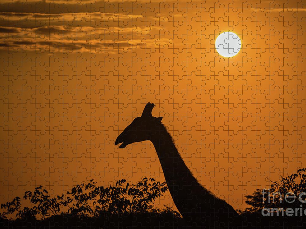Giraffe Jigsaw Puzzle featuring the photograph Sunrise over the Etosha National Park, Namibia by Lyl Dil Creations