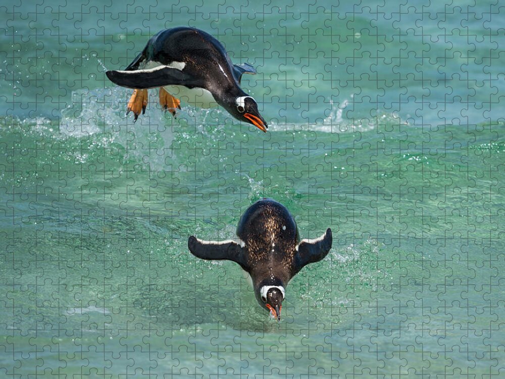 Animal Jigsaw Puzzle featuring the photograph Surfing Gentoo Penguins by Tui De Roy