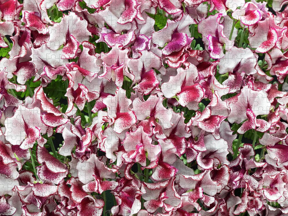 Lathyrus Odoratus Jigsaw Puzzle featuring the photograph Sweet Pea Lisa Marie Flowers by Tim Gainey