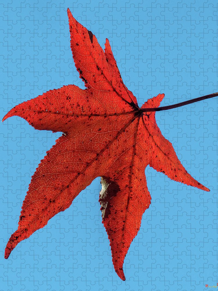 Sweetgum Family Jigsaw Puzzle featuring the photograph Sweetgum Leaves DF008 by Gerry Gantt