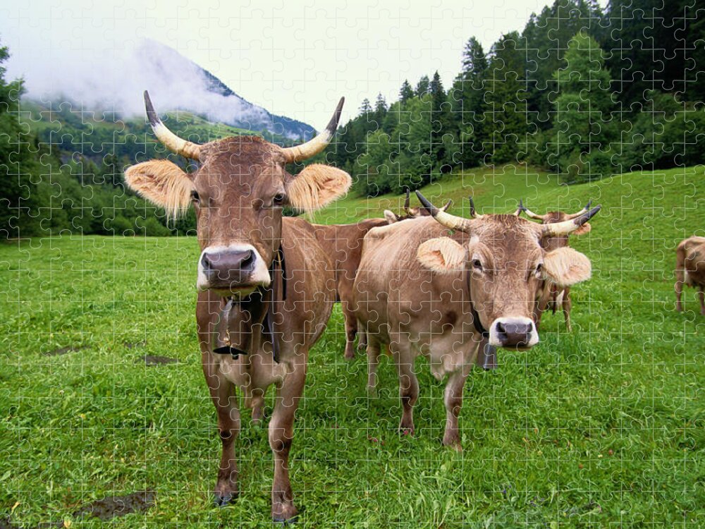 Swiss Cattle Jigsaw Puzzle featuring the photograph Swiss Brown Cows Bos Taurus On Green by Art Wolfe