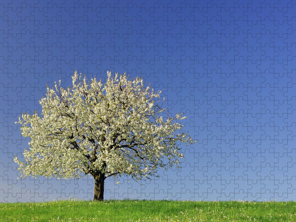Scenics Jigsaw Puzzle featuring the photograph Switzerland, Cherry Tree In Blossom by Martin Ruegner