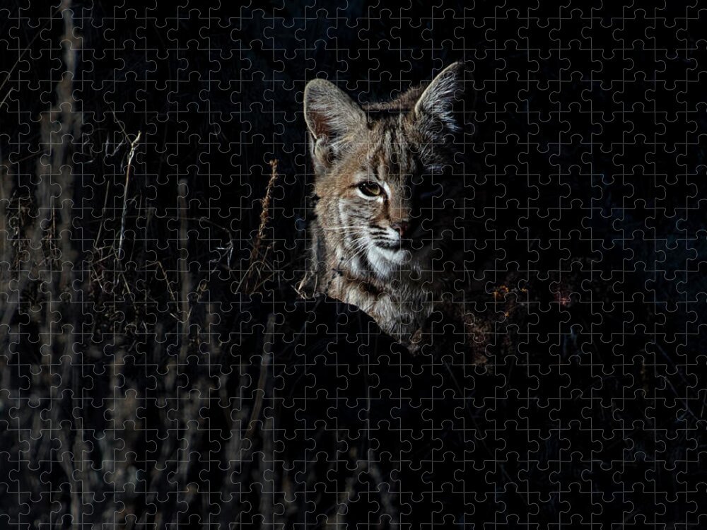 Bobcat Jigsaw Puzzle featuring the photograph Wild bobcat by John T Humphrey