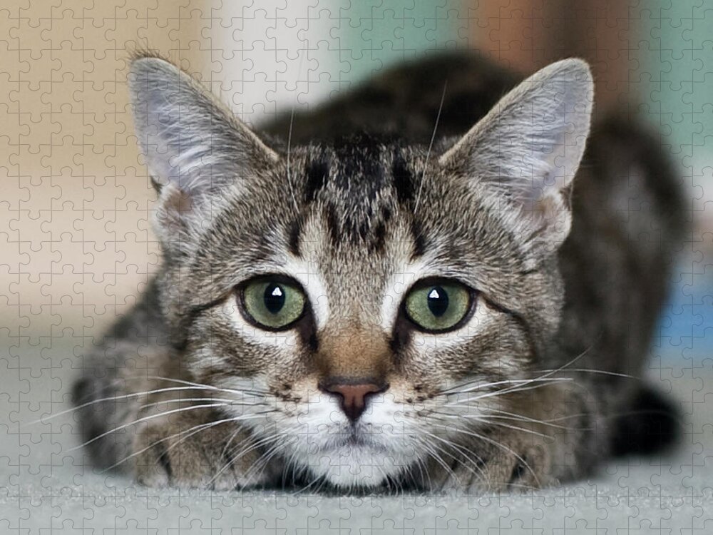 Pets Jigsaw Puzzle featuring the photograph Tabby Kitten by Jody Trappe Photography