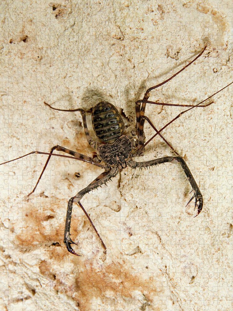 Africa Jigsaw Puzzle featuring the photograph Tailless Whip Scorpion by Ivan Kuzmin