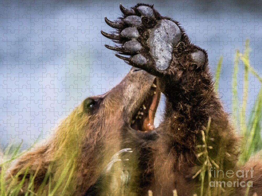 Bear Jigsaw Puzzle featuring the photograph Talk to the hand... by Lyl Dil Creations
