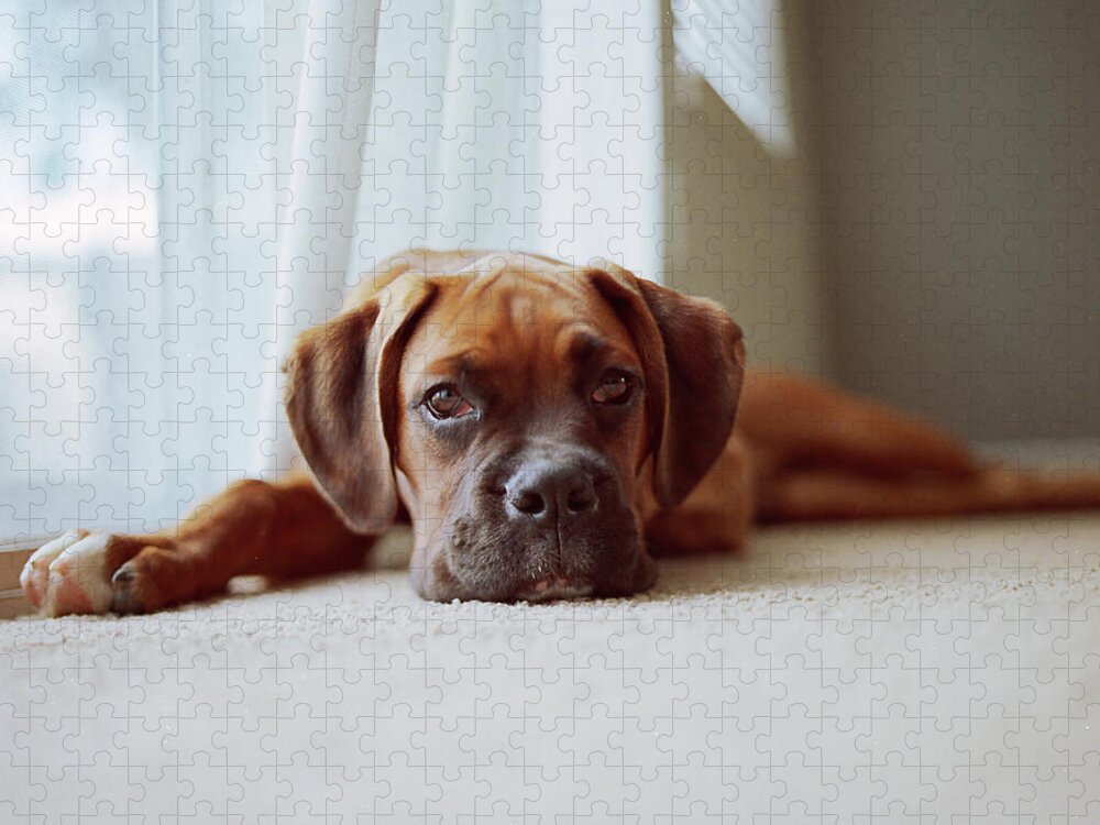 Pets Jigsaw Puzzle featuring the photograph Tan Boxer Puppy Laying On Carpet Near by Diyosa Carter