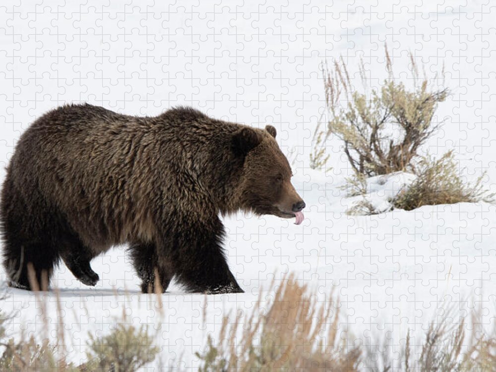 Grizzly Jigsaw Puzzle featuring the photograph Tasting The Air by Patrick Nowotny