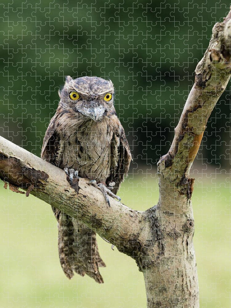 Tawny Frogmouth Owl Jigsaw Puzzle featuring the photograph Tawny Frogmouth by Nigel R Bell
