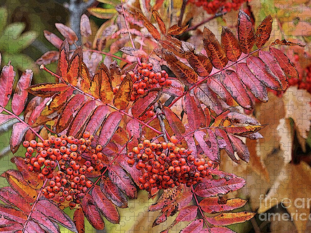 Autumn Leaves Jigsaw Puzzle featuring the photograph Textures and Colors of Autumn by Carol Groenen