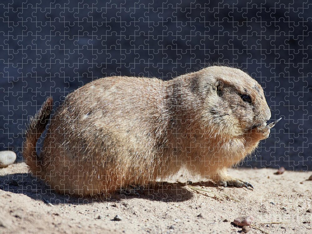 Rodentia Jigsaw Puzzle featuring the photograph The Finger by Robert WK Clark