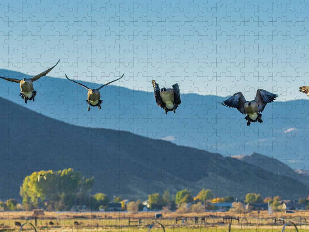 Geese Jigsaw Puzzle featuring the photograph The Magnificent Seven by Rick Mosher