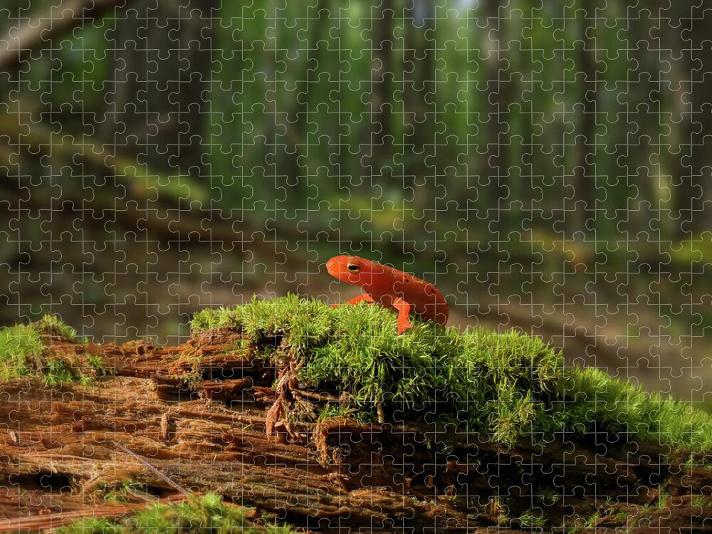 The Moss Boss Jigsaw Puzzle by Jerry LoFaro - Pixels