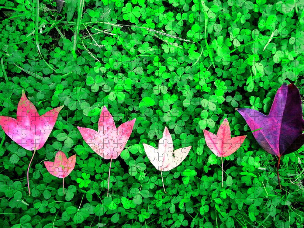 In A Row Jigsaw Puzzle featuring the photograph The Red Maple Leaf On A Green Clover by Photographer, Loves Art, Lives In Kyoto