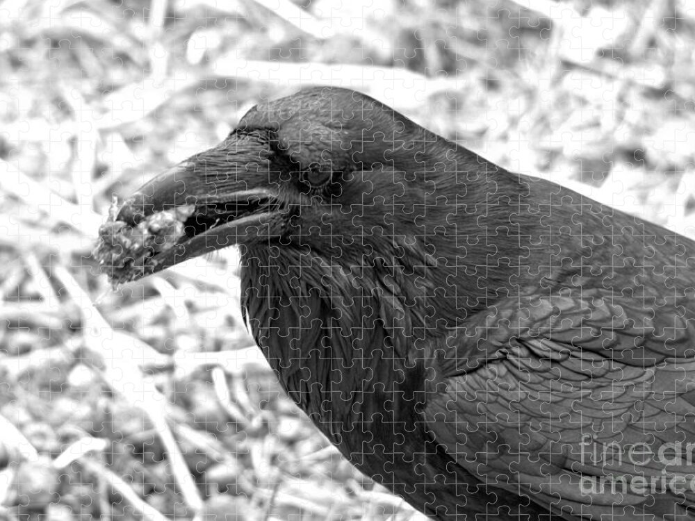 Raven Jigsaw Puzzle featuring the photograph The Ultimate Scavenger Black And White by Adam Jewell