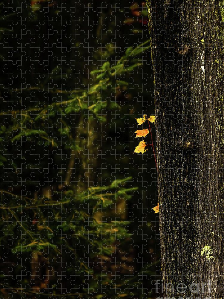 Autumn Jigsaw Puzzle featuring the photograph This Little Light of Mine by Elizabeth Dow