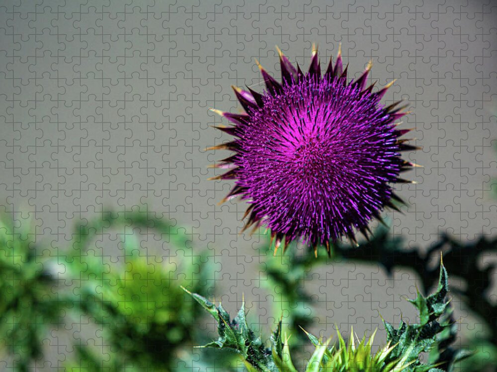 Canadian Thistle Jigsaw Puzzle featuring the photograph Thistle Do Nicely by Douglas Wielfaert