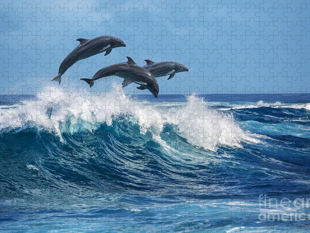 Beauty Jigsaw Puzzle featuring the photograph Three Beautiful Dolphins Jumping by Willyam Bradberry
