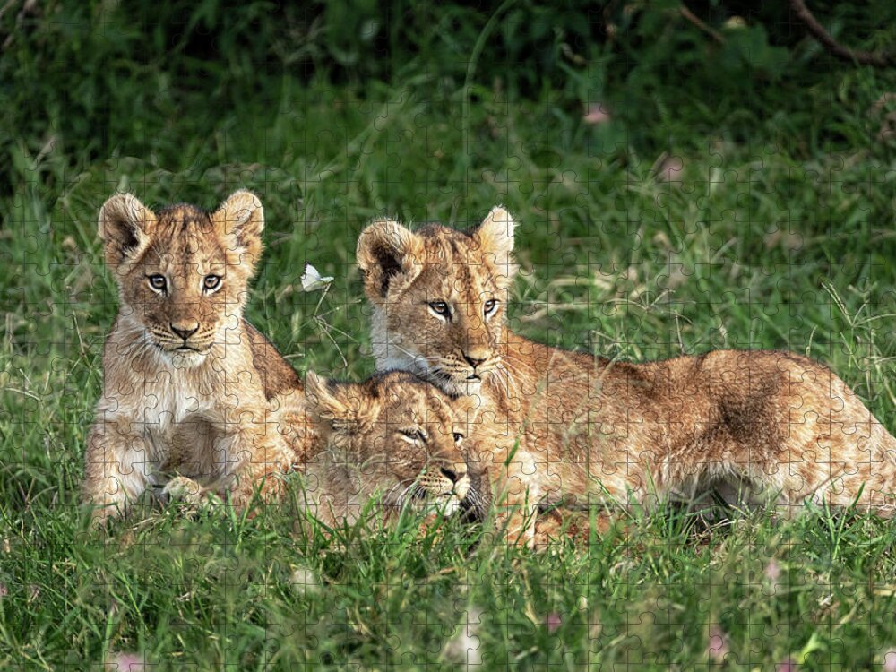 Lion Jigsaw Puzzle featuring the photograph Three Cute Lion Cubs in Kenya Africa Grasslands by Good Focused