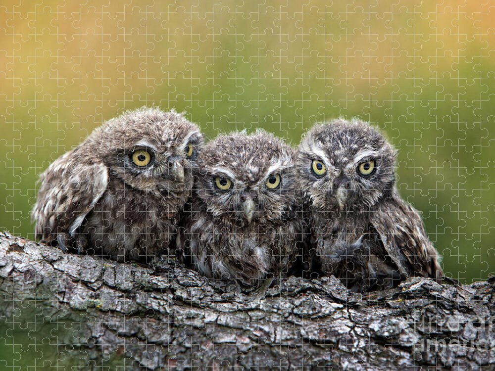 Bird Of Prey Jigsaw Puzzle featuring the photograph Three Grimly Goblins by Michael Milfeit