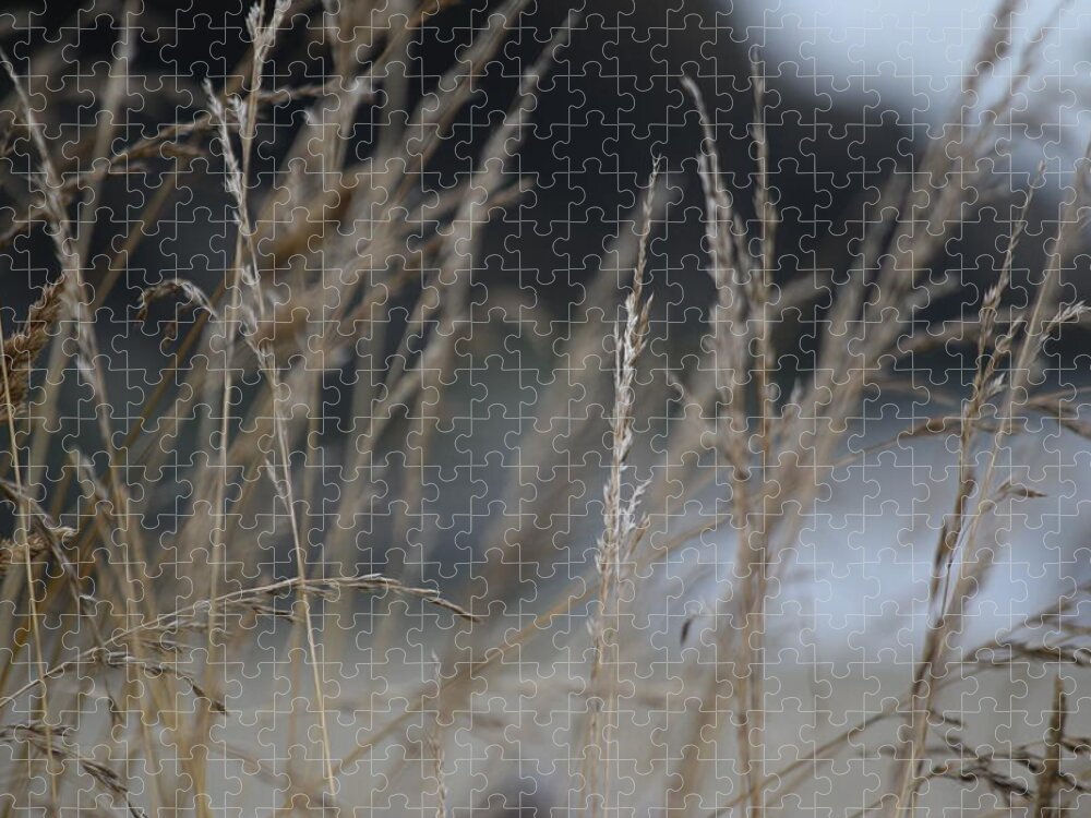 Grasses Jigsaw Puzzle featuring the photograph Through the Grasses by Bonnie Bruno