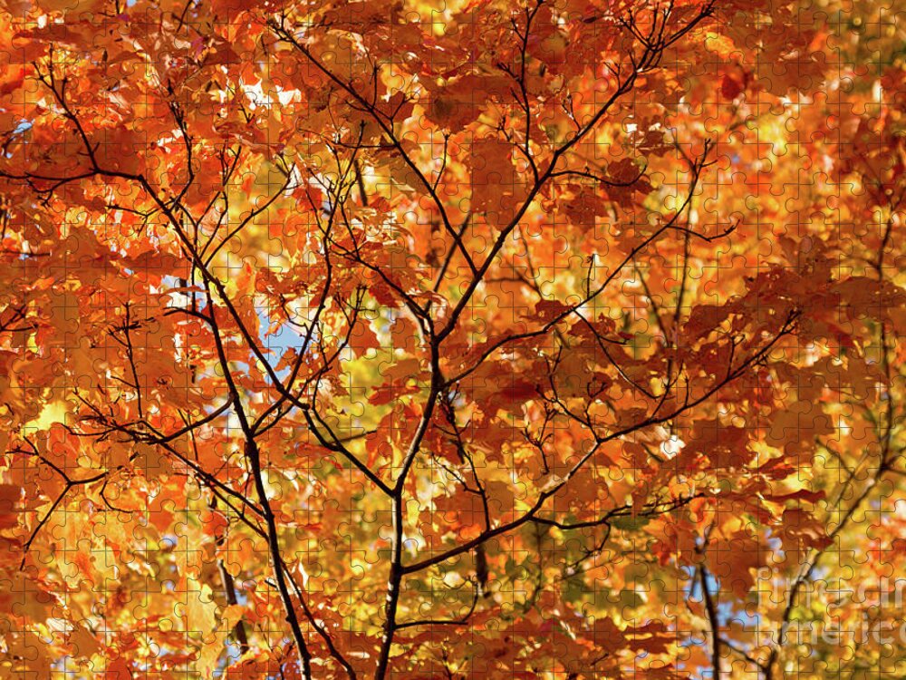Fall Jigsaw Puzzle featuring the photograph To Be Up in The Trees by Ana V Ramirez
