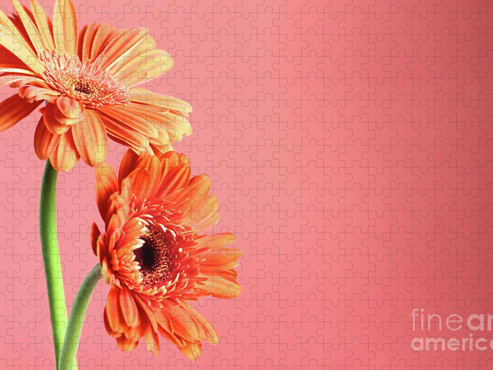 Gerbera Daisy Jigsaw Puzzle featuring the photograph Together by Stephanie Frey