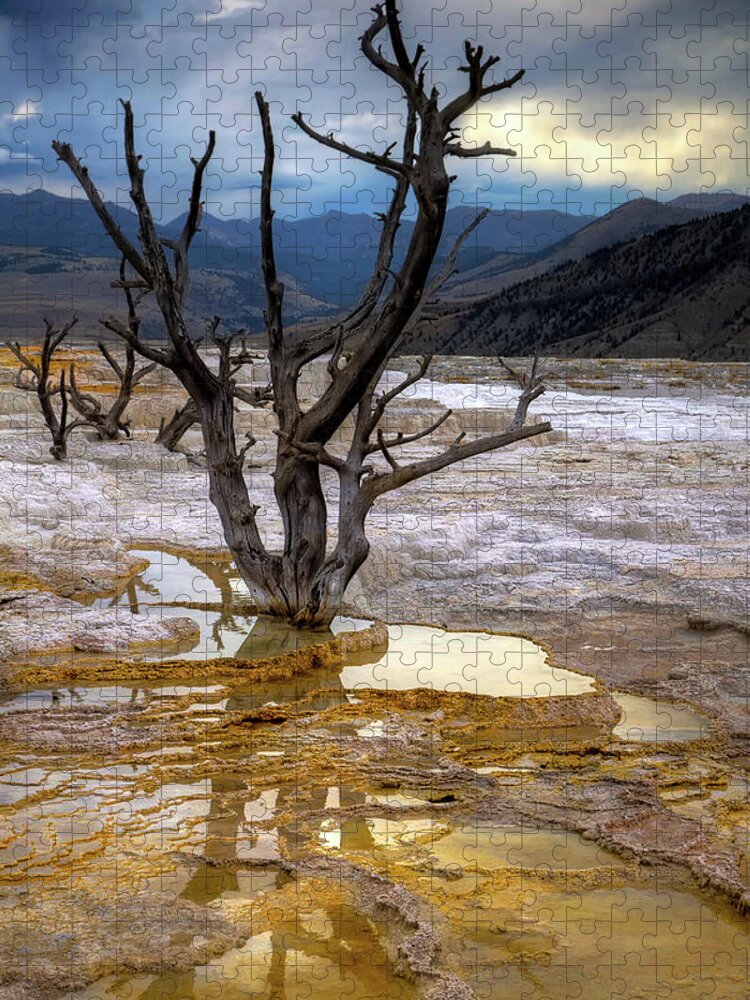 Tranquility Jigsaw Puzzle featuring the photograph Tree At Mammoth Hot Springs by © Rozanne Hakala