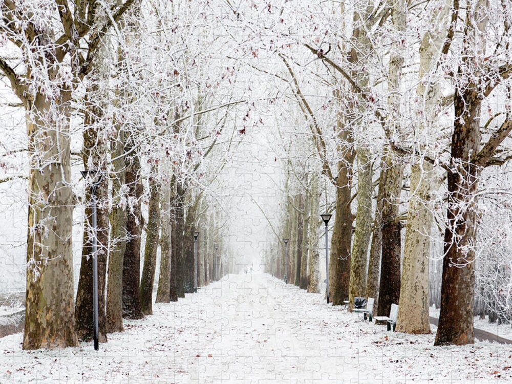 Scenics Jigsaw Puzzle featuring the photograph Tree Canopy Winter Wonderland Nobody by Moreiso