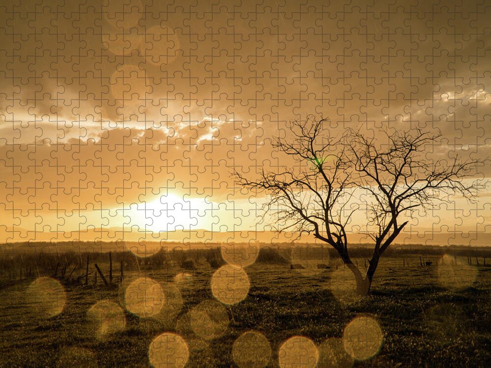 Sunset Jigsaw Puzzle featuring the photograph Tree Sunset by Wesley Aston