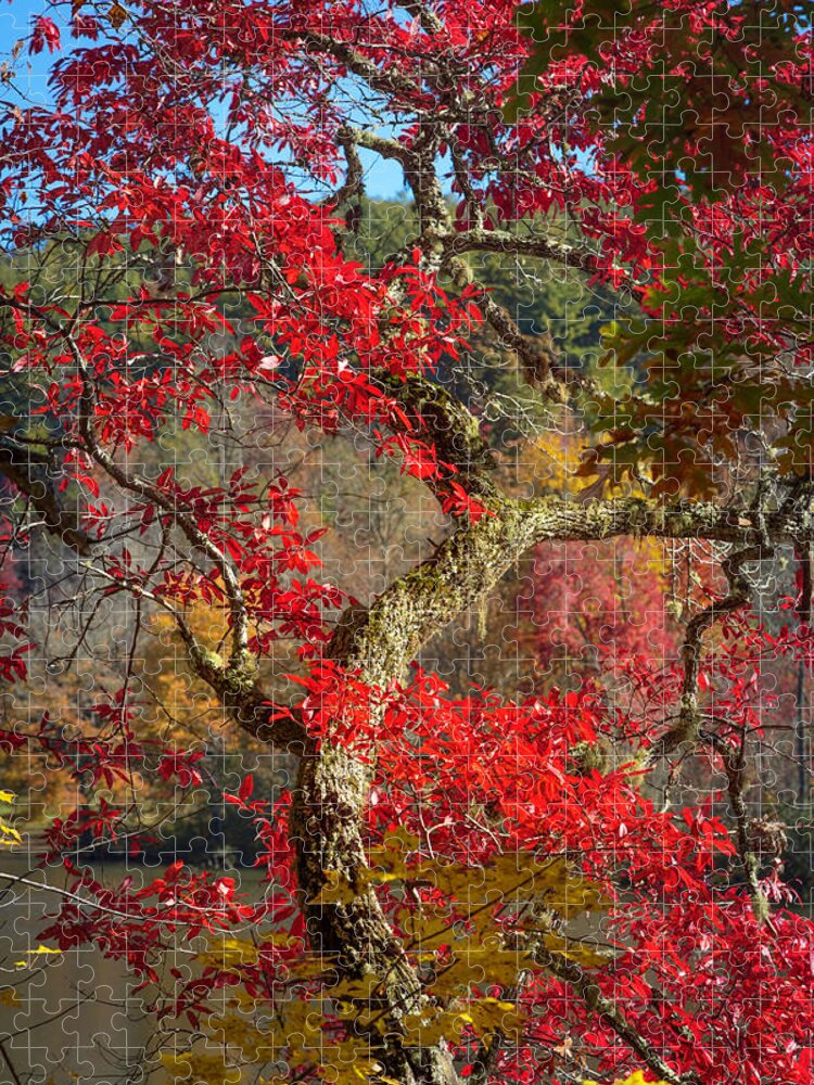 Appalachia Jigsaw Puzzle featuring the photograph Trees of Autumn Reds by Debra and Dave Vanderlaan